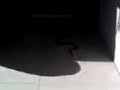 snake! snake!