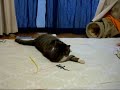 おもちゃと遊ぶピッピ♪ how to play with gecko 