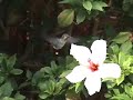 Hummingbird Feeding