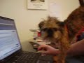 Lilli the coder Lilli the coder