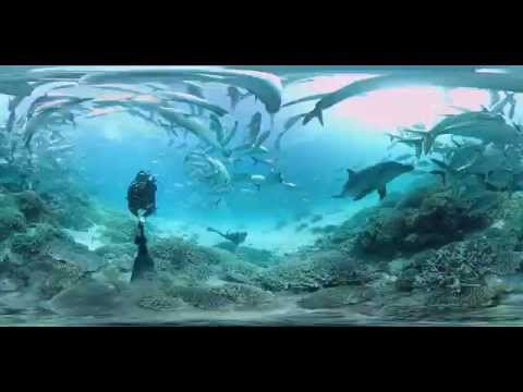 Dolphin encounter on the Great Barrier Reef - YouTube