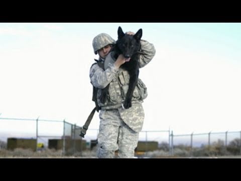 SEALs’ Dog of War helped kill Osama Bin Laden