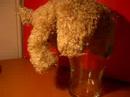 Drinking Wolf