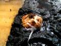 videos de Pinky vs Pacman