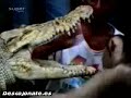 Accidentes, curiosidades y caídas de animales
