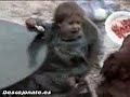 Accidentes, curiosidades y caídas de animales