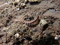 Millipedes