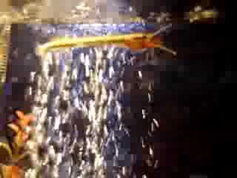 Needlefish eating fish twice its size