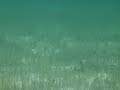 Cayman Islands -Snorkeling Part 1