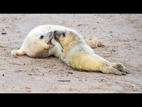 Putzige Robben-Babys auf Helgoland verzaubern Besuche ...