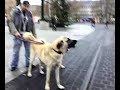 selcuk & anatolischer hirtenhund kral und cin