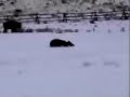 BFC: Bison Hunt Video from 12/03/05