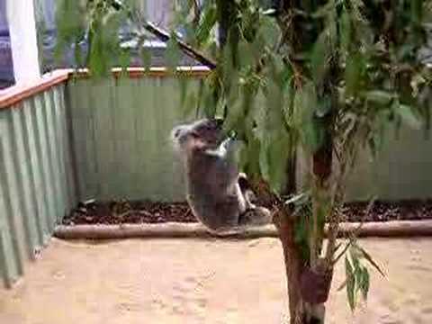 climbing koala