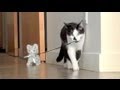 Walking the Kitten - YouTube
