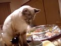 シャム猫ペルちゃん