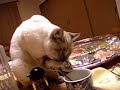 シャム猫ペルちゃん