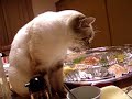 シャム猫ペルちゃん