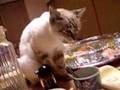 シャム猫ペルちゃん