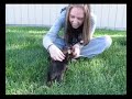 gucci-cindy-yorkie-.html