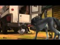 Alpha and Omega Trailer
