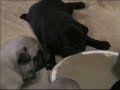Pug Puppies Eating Pug Puppies Eating