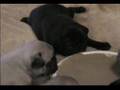 Pug Puppies Eating