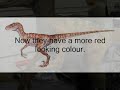 Velociraptor in Jurassic Park