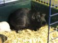 Newly born Guinee Pigs (music Marillion - Beautiful)