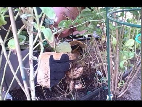 how to harvest jicama