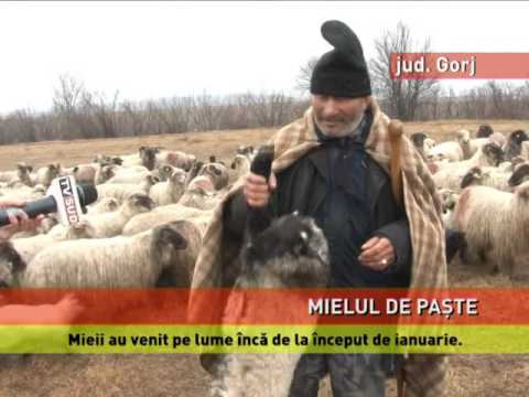 Mieii de Paște, crescuți cu grijă de oieri