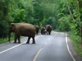Herd of elephants on the road