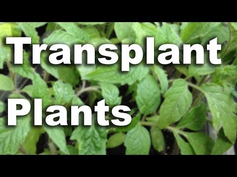 how to transplant gooseberries