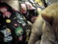 Marquette County Humane Society - Macorini