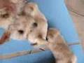 Assistir ao v�deo