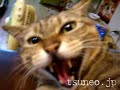 ツネオの止め手！