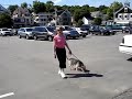Rex the Dog at Boothbay Harbor