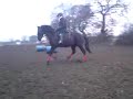 Fliss & Tia. Cantering Fliss & Tia. Cantering