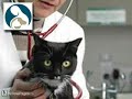 Alta Vista Animal Hospital - Gloucester