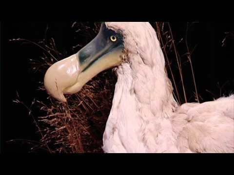 dodo