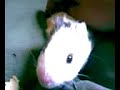 Mi Cobayo Pochoclo Habla!!