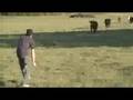 Chasing Cows