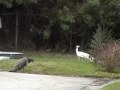 Albino