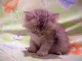 Trop dur la vie de chaton Trop dur la vie de chaton