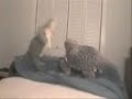 Porno Puppets Episode 3: Dr. Turtle Tompson