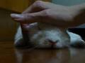 Moochi bunny's bedtime lullaby