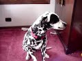 sparky the dalmation sneezes sparky the dalmation sneezes
