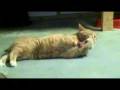 Bobbi Loves Catnip