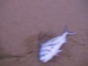 ROOSTERFISH SURF FISHING MEXICO 2007 PART I ROOSTERFISH SURF FISHING MEXICO 2007 PART I