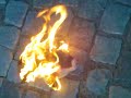 Pigs on fire Pigs on fire