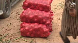 أسواق الخضر والفواكه : ارتفاع سعر مادة البصل يطرح تساؤلات حول وفرة العرض وتدخل الوسطاء والمضاربين